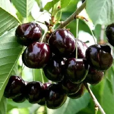 Дюк НОЧКА в Горках