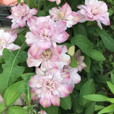 Клематис ИННОСЕНТ БЛАШ в Горках