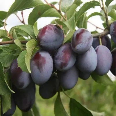 Слива РЕНКЛОД в Горках