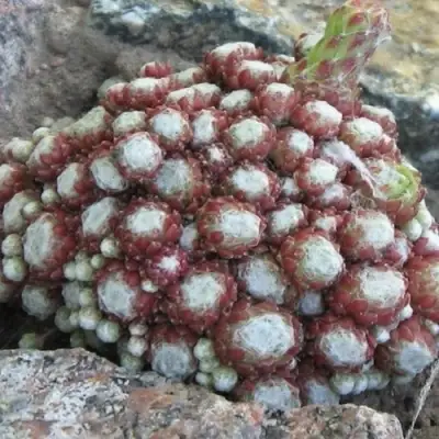 Молодило ГНАФАЛИУМ в Горках