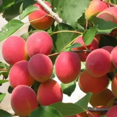 Абрикос РУБИН в Горках