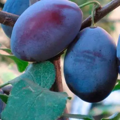 Слива СМОЛИНКА в Горках