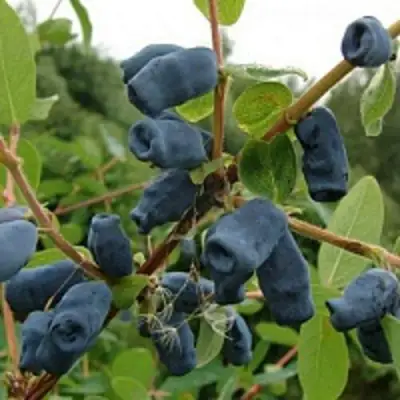 саженцы жимолости пушкинской