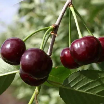 Вишня ЖАДАНА в Горках