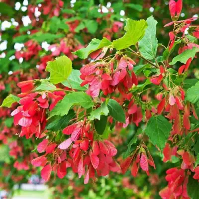 Клен татарский в Горках