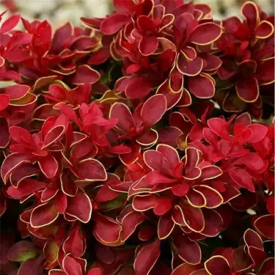 Барбарис РЕД ХОТ ЧИЛИ тунберга в Горках