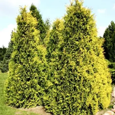 Туя САЛЛАНД западная в Горках