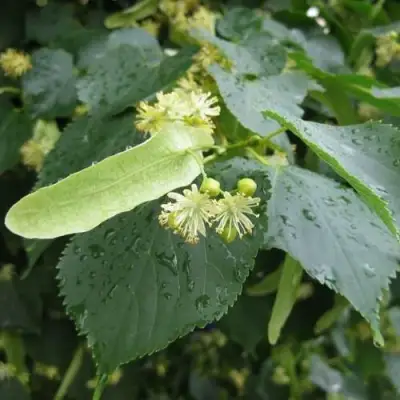 Липа мелколистная в Горках