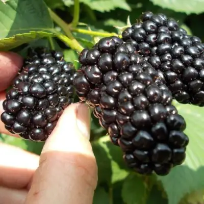 Ежевика НАТЧЕЗ бесшипная  в Горках