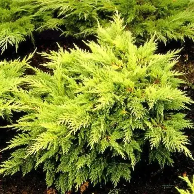 Можжевельник МОРДИГАН ГОЛД средний в Горках
