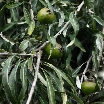 Груша ИВОЛИСТНАЯ в Горках