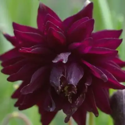 Аквилегия БАРЛОУ БОРДО обыкновенная в Горках