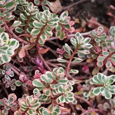 Очиток (седум) ТРИКОЛОР ложный в Горках