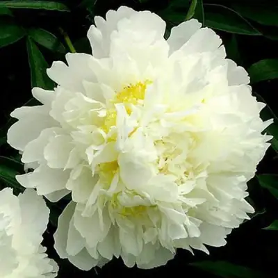 Пион ЗОЛОТОЙ ОРЕОЛ травянистый в Горках