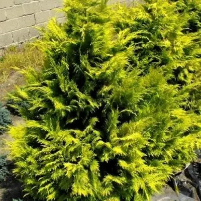 Кипарисовик ГОЛДЕН ВОНДЕР лавсона в Горках