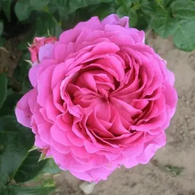 Роза АНУШКА чайно-гибридная в Горках