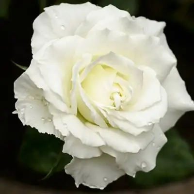 Роза МОНДИАЛЬ чайно-гибридная в Горках