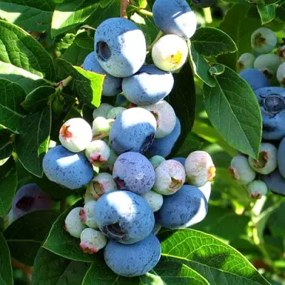 Голубика ВЕЙМУТ в Горках