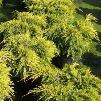 Можжевельник КИНГ ОФ СПРИНГ средний в Горках