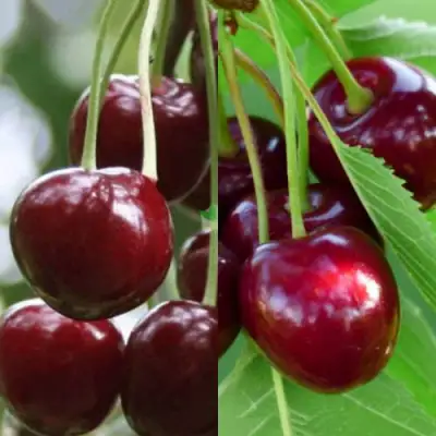 Комплект ВИШНЕВЫЙ ТАНДЕМ в Горках