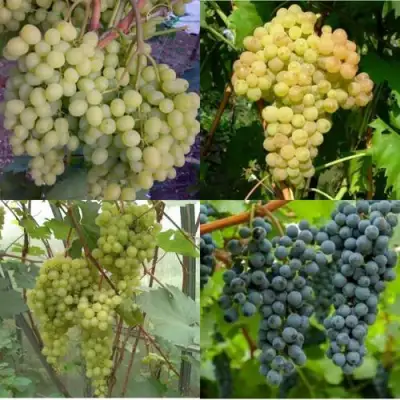 Комплект ВИНОГРАДНАЯ РАДУГА в Горках