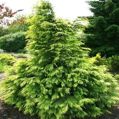 Кипарисовик САНКИСТ лавсона в Горках