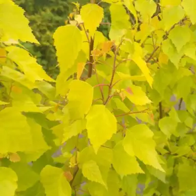 Берёза ГОЛДЕН ОБЕЛИСК повислая  в Горках