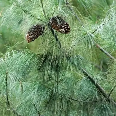 Сосна АРМАНДИ в Горках