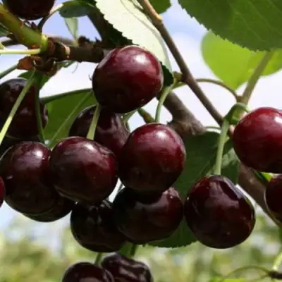 Дюк ИВАНОВНА в Горках