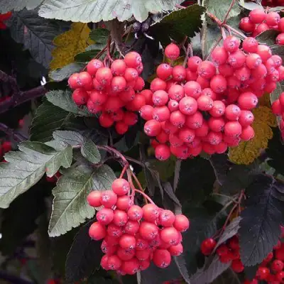 Рябина БОЯРЫШНИКОПЛОДНАЯ сладкоплодная в Горках