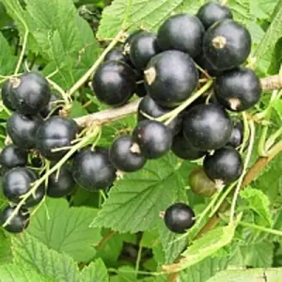 Смородина чёрная ЧЁРНЫЙ АИСТ в Горках