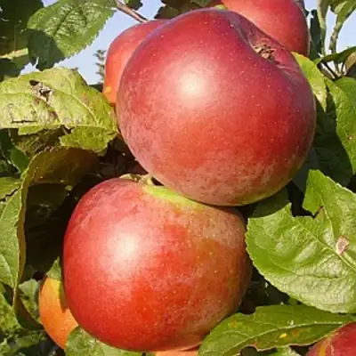 Яблоня АКСАМИТ в Горках