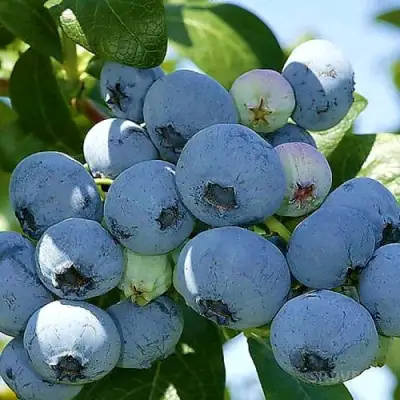 Голубика НУИ в Горках