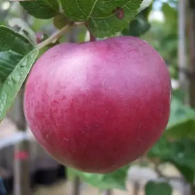 Яблоня НОРИС в Горках