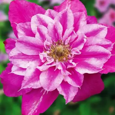 Клематис МАЙ ДАРЛИНГ  в Горках