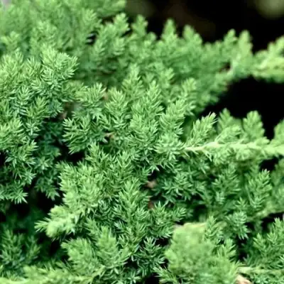 Можжевельник НАНА лежачий в Горках