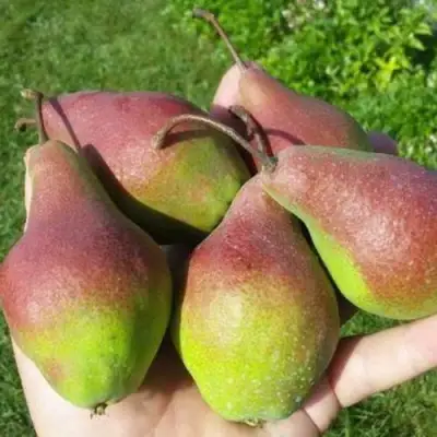 Груша ЯКОВЛЕВСКАЯ в Горках