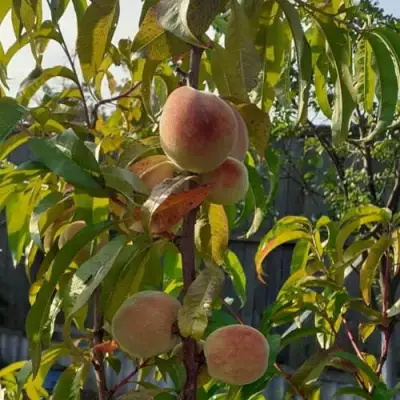 Персик ЕЛГАВСКИЙ в Горках