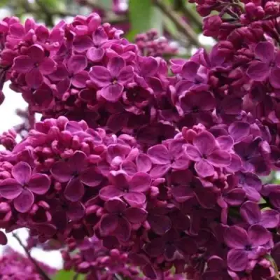 Сирень ЧАРЛЬЗ ДЖОЛИ в Горках