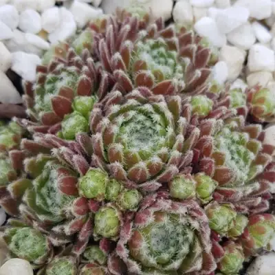 Молодило МОРКЕРС МЕРИТ в Горках