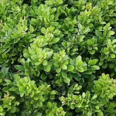 Барбарис КОБОЛЬД тунберга в Горках