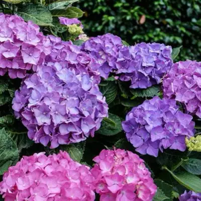 Гортензия ГАМБУРГ крупнолистная в Горках