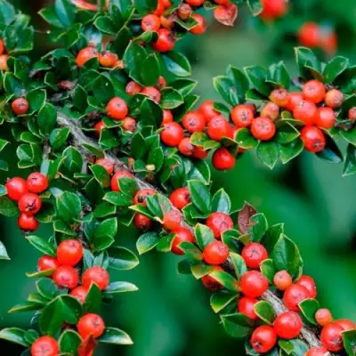 Кизильник горизонтальный в Горках