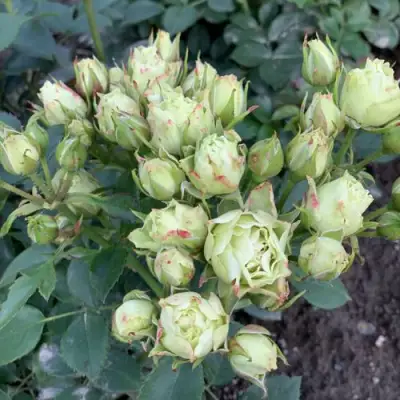 Роза ЛУВИАНА спрей в Горках