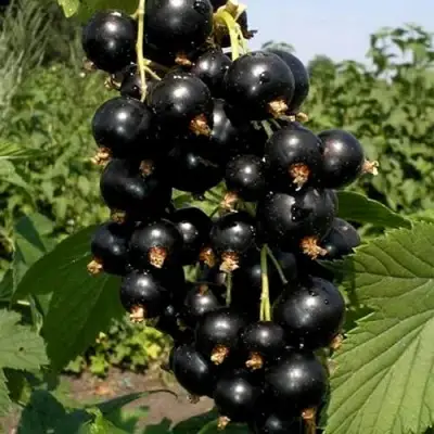 Смородина чёрная ВИНОГРАДНАЯ в Горках