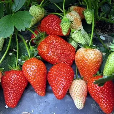 Клубника РОКСАНА в Горках