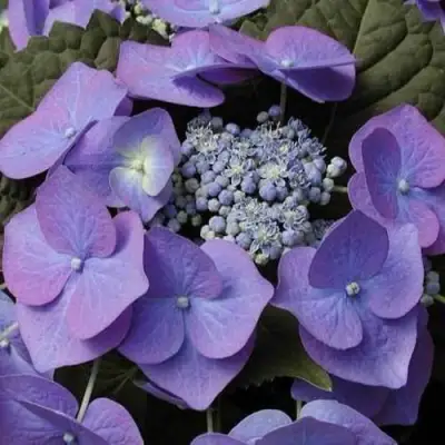 Гортензия БЛАУМАЙС (БЛАУМАЙЗЕ) крупнолистная в Горках