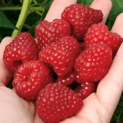 Малина РУБИФОЛ в Горках