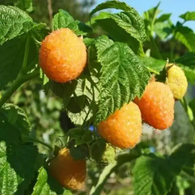 Малина ремонтантная Поранна Роса