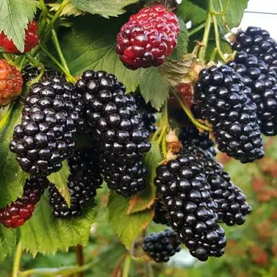 Ежевика НАТЧЕЗ бесшипная  в Горках